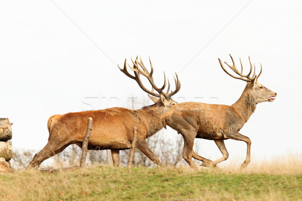 beautiful red deer bucks running Stock photo © taviphoto