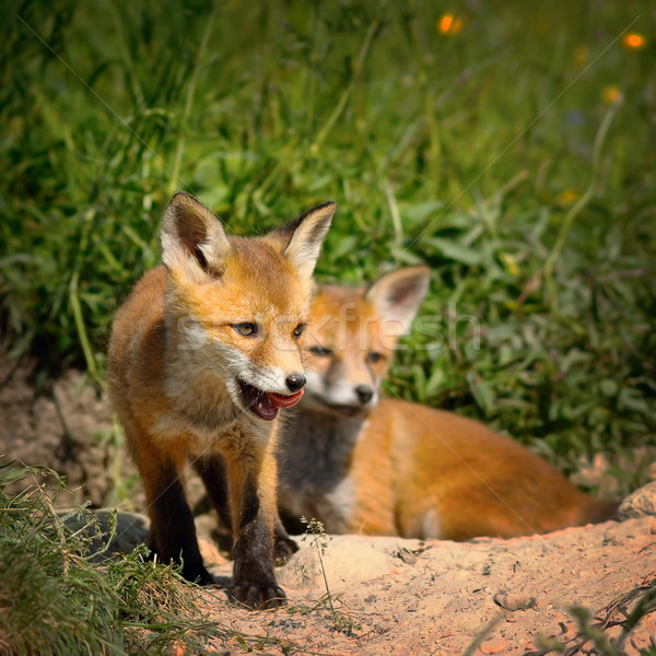 family of red foxes Stock photo © taviphoto
