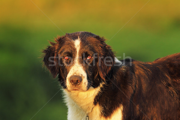 feral dog portrait Stock photo © taviphoto
