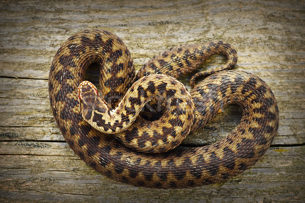 full length common adder basking on stump Stock photo © taviphoto