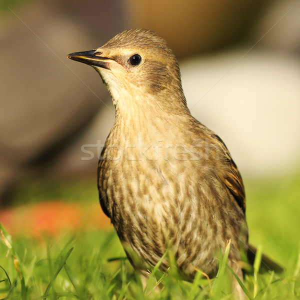 Stock photo: juvenile starling on lawn