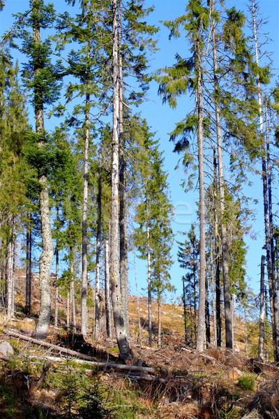 spruce forest Stock photo © taviphoto