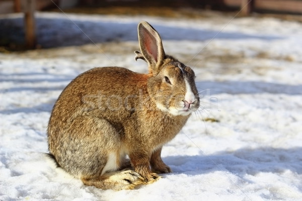 big rabbit on snow Stock photo © taviphoto