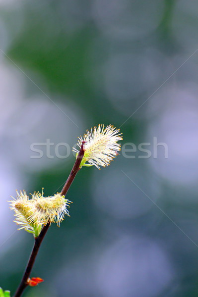 Saule très tôt printemps Pâques arbre [[stock_photo]] © taviphoto