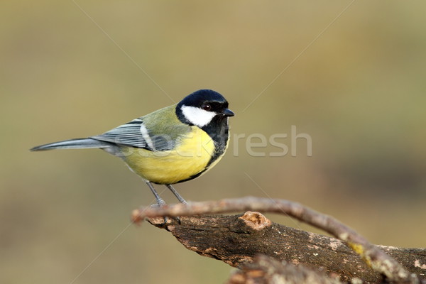 great tit over blurred background Stock photo © taviphoto
