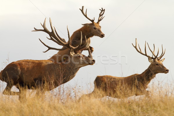 red deers on the run Stock photo © taviphoto