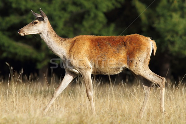 deer doe walking in a glade Stock photo © taviphoto