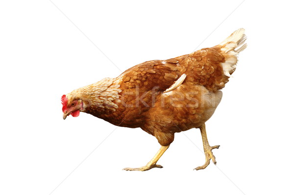 isolated young hen Stock photo © taviphoto