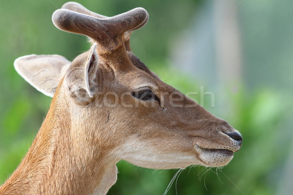 Porträt jungen Hirsch buck grünen verschwommen Stock foto © taviphoto