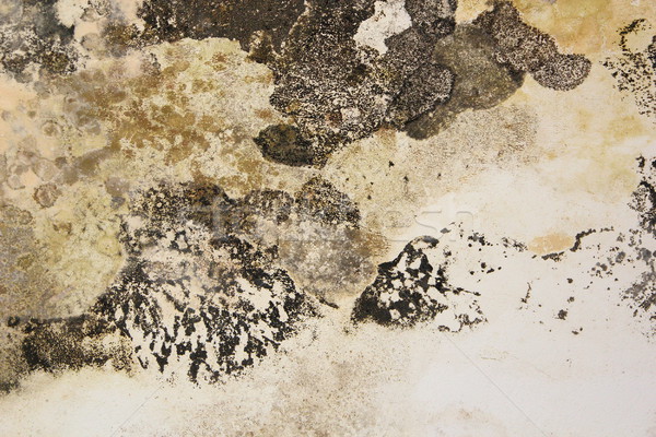 mold on interior wall of old house Stock photo © taviphoto