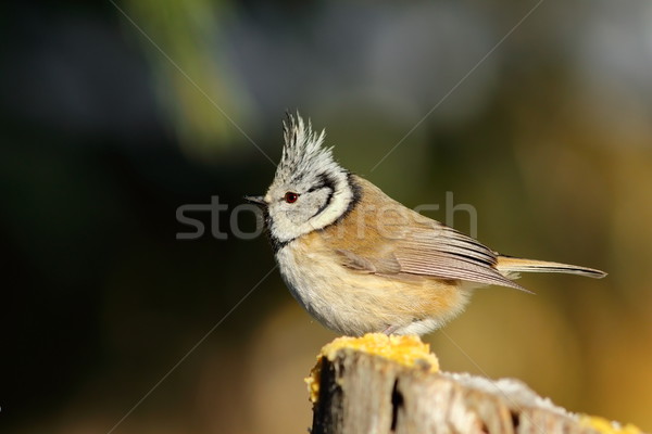 beautiful crested tit Stock photo © taviphoto