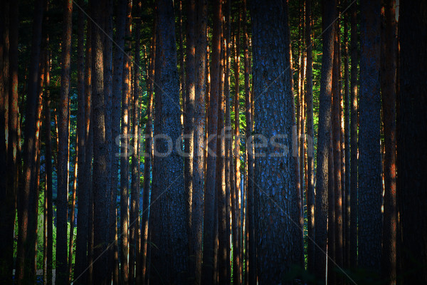 Stock foto: Abstrakten · Ansicht · Morgengrauen · Kiefer · Wald · schönen