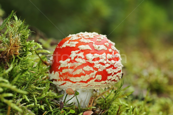 Farbenreich fliegen toxische Pilz zunehmend Moos Stock foto © taviphoto