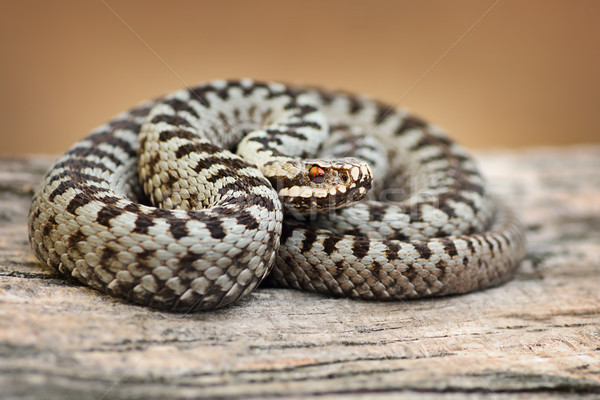 Stockfoto: Mooie · mannelijke · europese · houten · plank · natuur