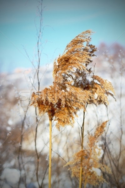 reed in winter Stock photo © taviphoto