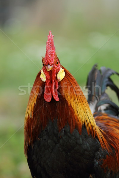 portrait of majestic rooster Stock photo © taviphoto
