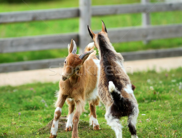 young goats fighting Stock photo © taviphoto