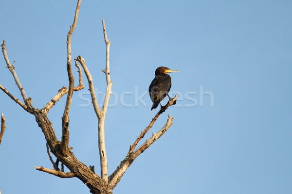 great cormoran on dead tree Stock photo © taviphoto