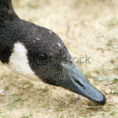 canadian goose searching for food Stock photo © taviphoto