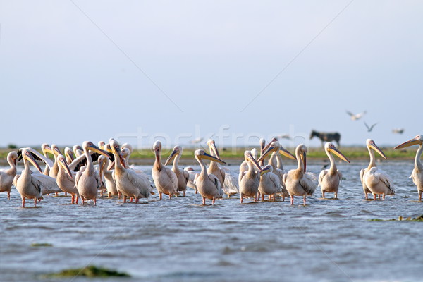 pelicans and donkey on Sahalin island Stock photo © taviphoto