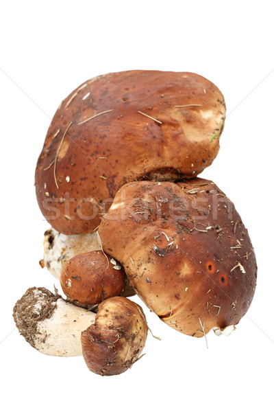 bunch of boletus edulis Stock photo © taviphoto