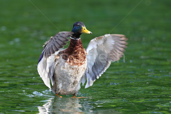 big mallard duck spreading wings Stock photo © taviphoto