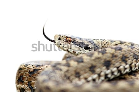 isolated venomous viper Stock photo © taviphoto