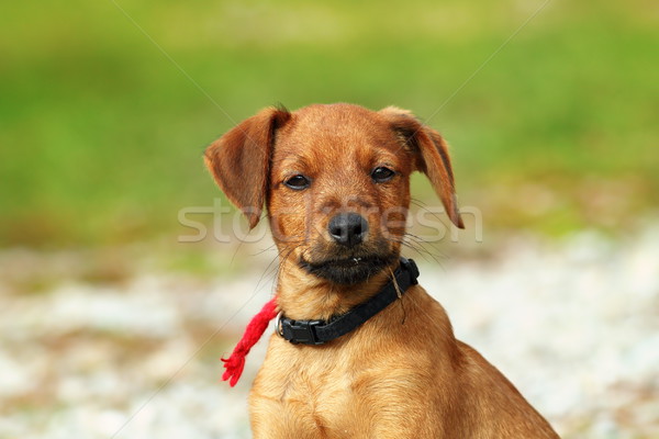 Stock fotó: Aranyos · bézs · kutyakölyök · portré · zöld · ki