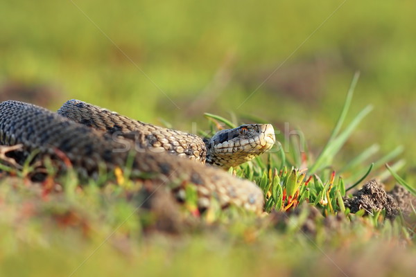 meadow viper basking in natural habitat Stock photo © taviphoto