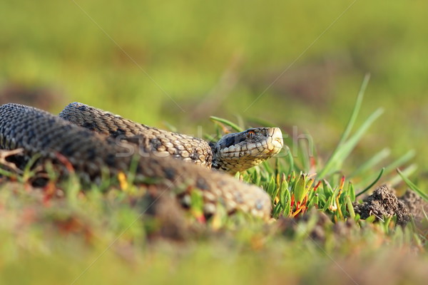 Prairie naturelles habitat animaux belle échelles [[stock_photo]] © taviphoto