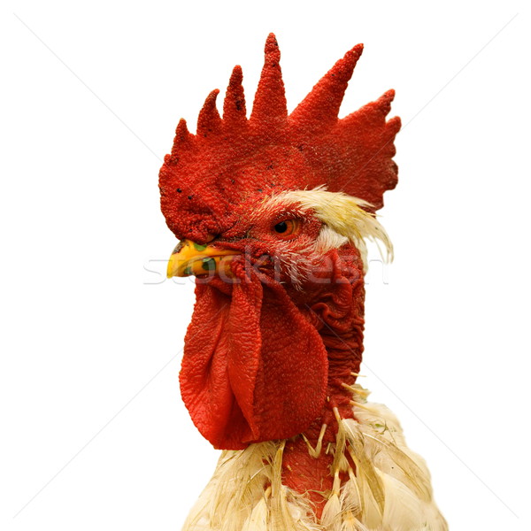 Stock photo: portrait of proud shaggy rooster