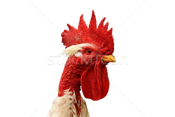 shaggy rooster portrait over white Stock photo © taviphoto