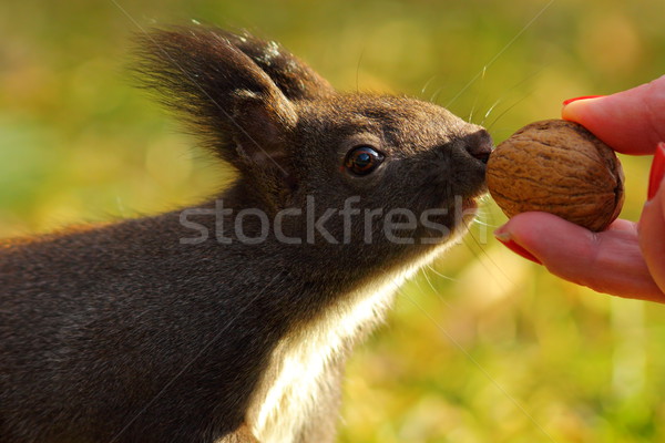 cute wild squirrel picking nut Stock photo © taviphoto