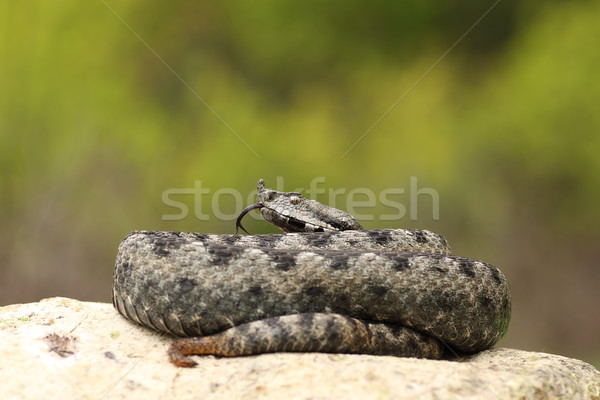 beautiful male nose horned viper on a rock Stock photo © taviphoto