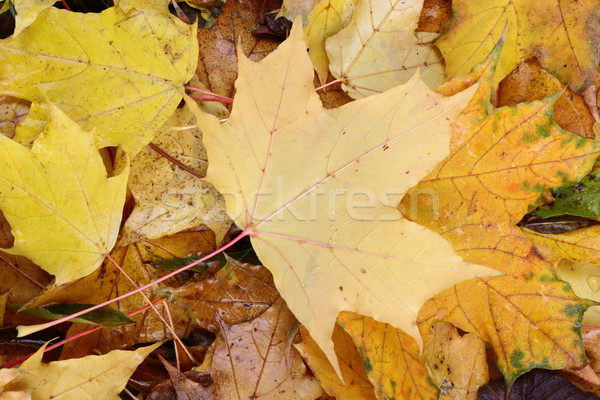 Automne érable laisse sol texture forêt [[stock_photo]] © taviphoto