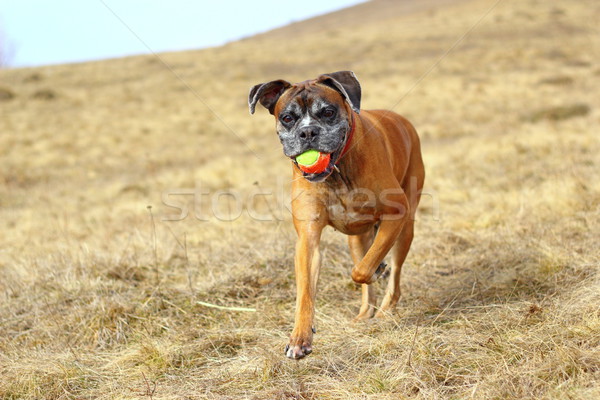 boxer with colorful ball Stock photo © taviphoto