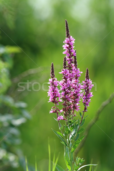 wild marsh violet flower Stock photo © taviphoto