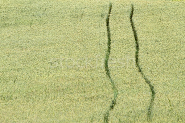 wheat green field with tractor trace Stock photo © taviphoto
