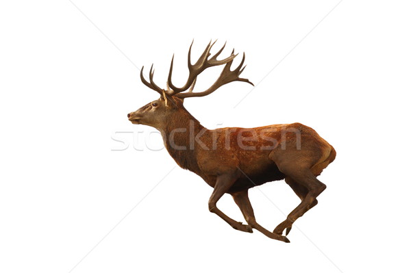 isolated red deer running Stock photo © taviphoto