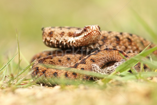 aggressive common crossed adder Stock photo © taviphoto