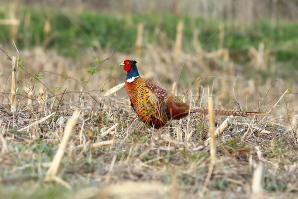wild pheasant rooster in agricultural field Stock photo © taviphoto