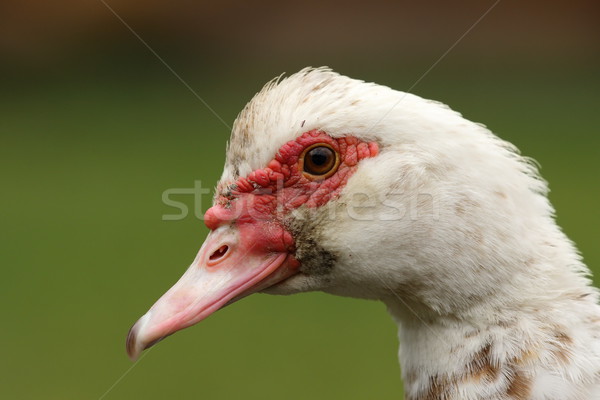 portrait of muscovy duck Stock photo © taviphoto