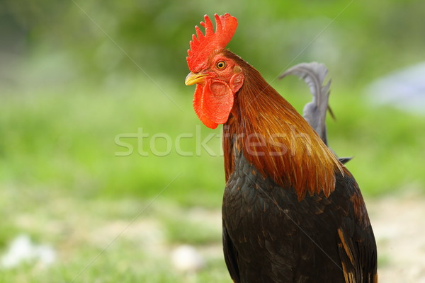 closeup of colorful rooster Stock photo © taviphoto