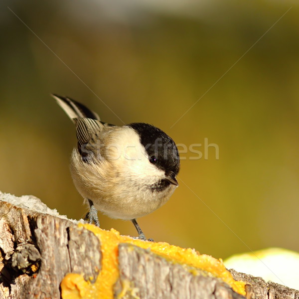 coal tit coming to feed on lard Stock photo © taviphoto