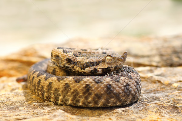 Stock foto: Jungen · giftig · Schlange · stehen · Stein · gefährlich