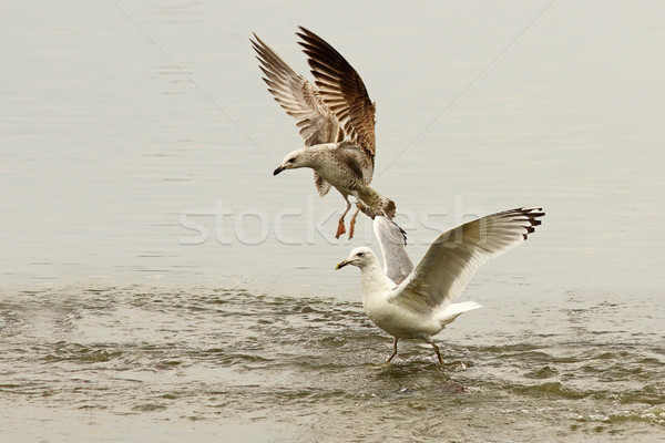 gulls fighting for fishing spot Stock photo © taviphoto