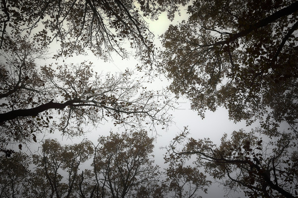 abstract view of forest canopy on a misty day Stock photo © taviphoto