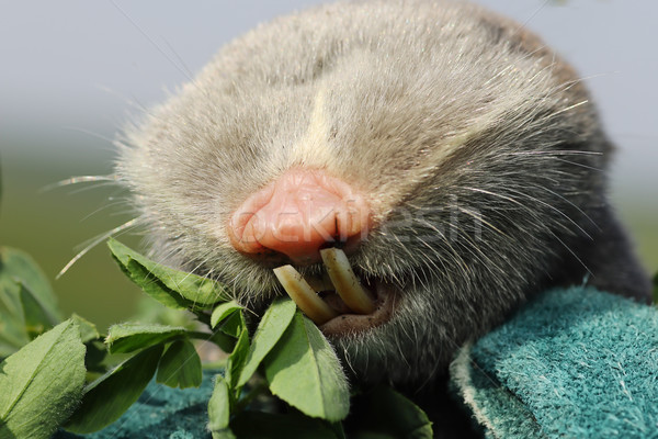 macro portrait of lesser mole rat Stock photo © taviphoto