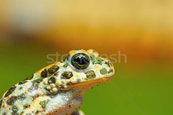 portrait of cute young green toad Stock photo © taviphoto