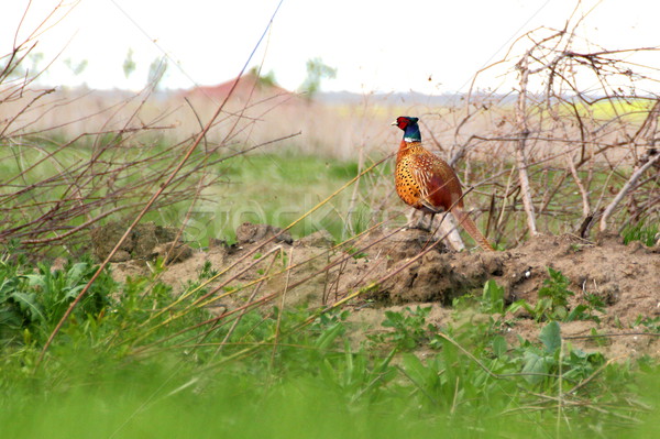 Stock photo: pheasant in spring